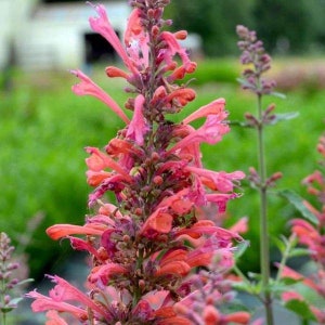 Agastache / Hummingbird Mint / Hyssop Live Plants, Healthy Starter Plants Buy 5 Get 1 For FREE Kudos Coral