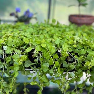 Live Golden Creeping Jenny Plant -Lysimachia nummularia &#39;Aurea&#39;