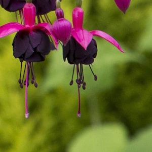 May include: Close-up of fuchsia flowers with deep purple petals and vibrant pink sepals. The flowers hang downwards, showcasing delicate stamens and pistils. The background is a soft green, creating a natural and serene aesthetic.
