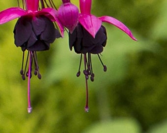 Fucsia viva para iniciarse - Flor de colibrí para jardín, maceta o cesta colgante