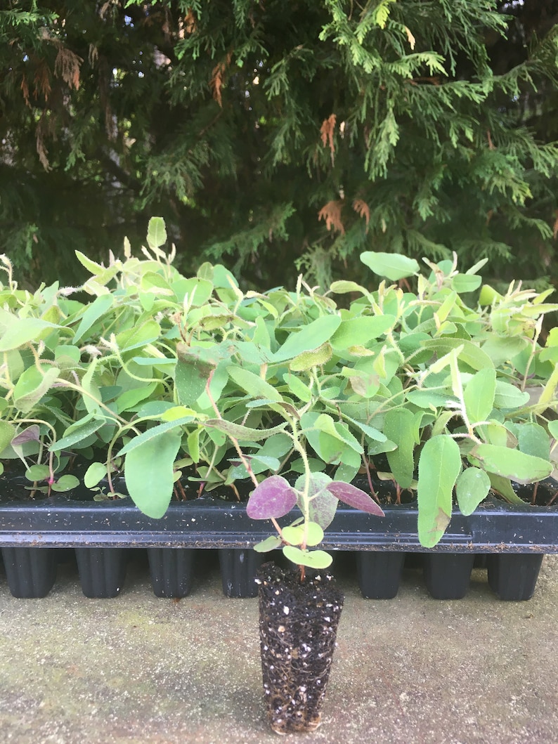 Live Eucalyptus Tree / Seedling Plugs – Fresh Aroma Perfect for Home & Garden Lemon Bush