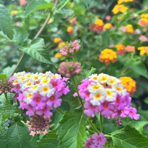 May include: A cluster of lantana flowers featuring small, rounded blooms with a gradient of vibrant pink, white, and yellow petals. The flowers are surrounded by textured, serrated green leaves on thin stems, with additional flower clusters visible.