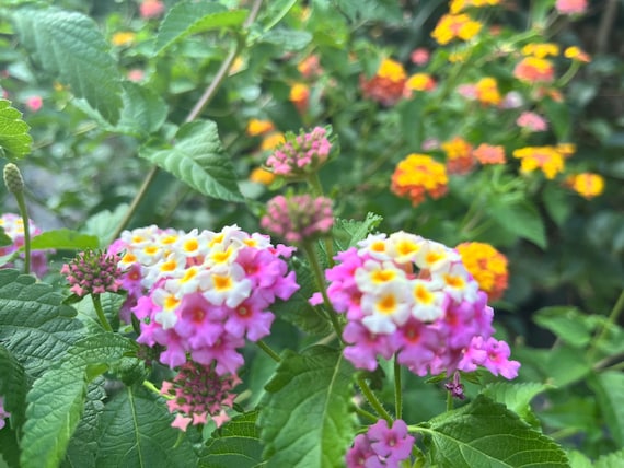 Lantana Plant Live, Hardy Type Lantana Plug Easy to Grow, Multi Color Flowers