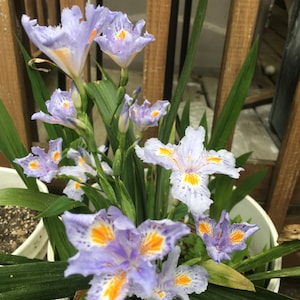 Heirloom Iris Purple, Eco Easter Fringed Iris or Walking Iris 3 Plants ( Rhizome)