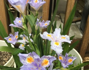 Heirloom Iris Purple, Eco Easter Fringed Iris or Walking Iris 3 Plants ( Rhizome)