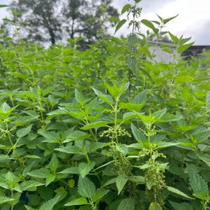 May include: A dense field of vibrant green stinging nettle plants. The image showcases the plants' characteristic serrated leaves and delicate flowering structures, set against a backdrop of a cloudy sky and trees.