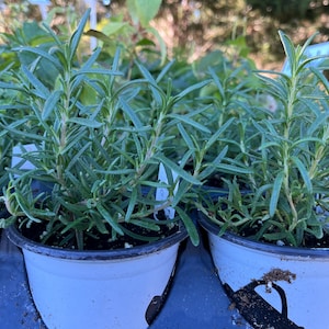 Romero orgánico, planta viva, plantas de inicio saludables