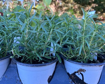 May include: Rosemary plants in white pots with black rims. The plants have long, thin, green leaves. The pots are arranged closely together, suggesting a garden or nursery setting. The background is blurred, with other plants visible.