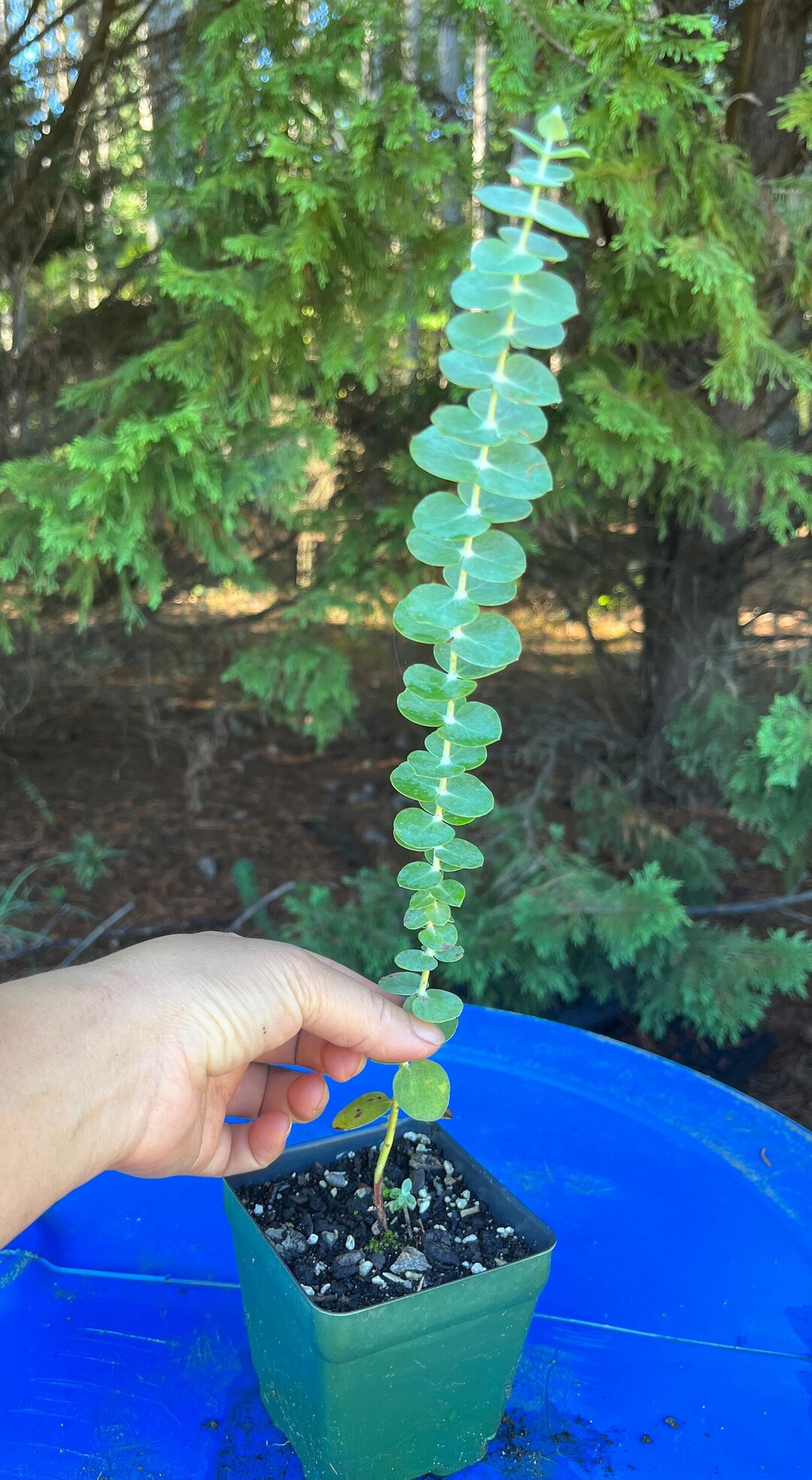 Eucalyptus Pulverulenta Baby Blue Live Plant, SPA Plant, Healthy Baby