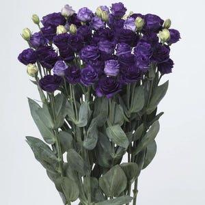 May include: A bouquet of purple lisianthus flowers with green leaves.