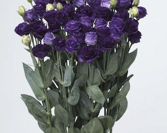 Lisianthus Live Plant, Well Rooted Plugs, Buy 5 get 1 for FREE