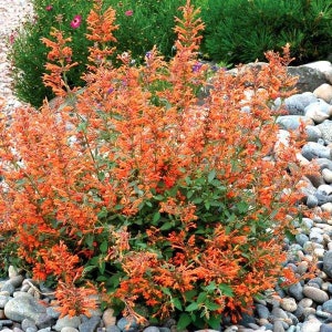 Agastache / Hummingbird Mint / Hyssop Live Plants, Healthy Starter Plants Buy 5 Get 1 For FREE Kudos Mandarin