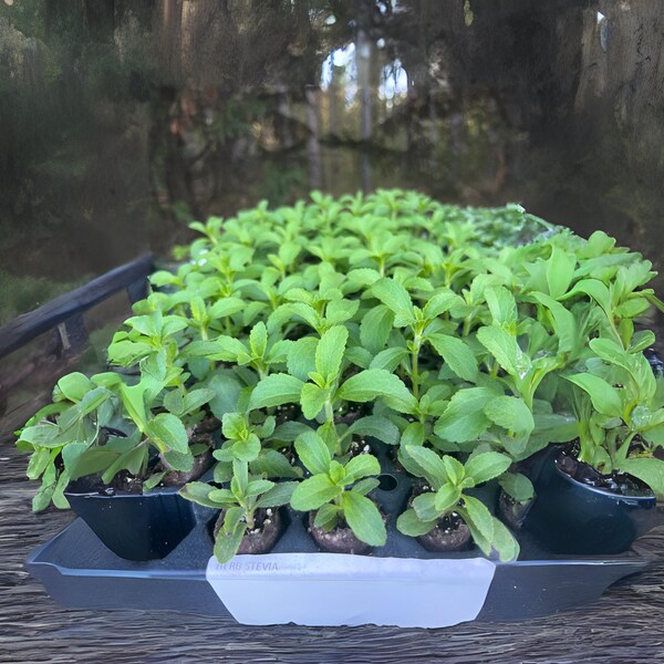 Herb Stevia Rebaudiana Live Plant, Well-rooted Plug Buy 5 Get 1 For FREE