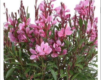 Gaura Steffi Blush Pink Plant, Lindheimeri, Wand Flower Beeblossom Grass Healthy Starter