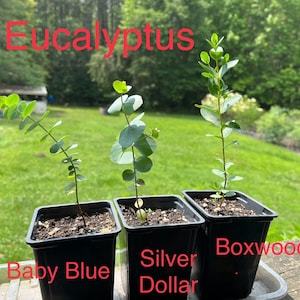 Eucalyptus Live Plants, Baby Blue/ Silver Dollar/ Lemon/ Gum Tree, Spa Plant, Aromatic Plant in 3&quot; or 4&quot; Pot