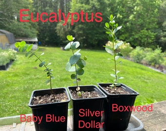 Eucalyptus Live Plants, Baby Blue/ Silver Dollar/ Lemon/ Gum Tree, Spa Plant, Aromatic Plant in 3" or 4" Pot