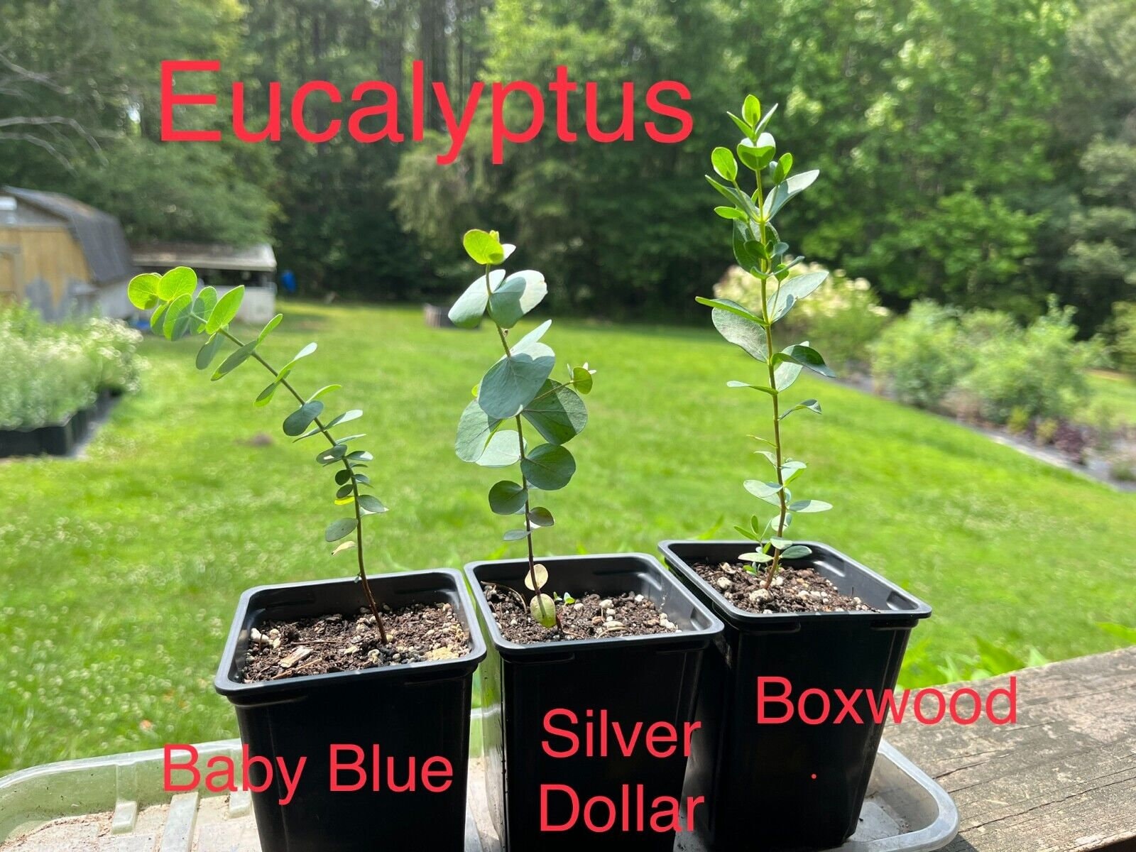 Air-Pot Kits - Hardy Eucalyptus