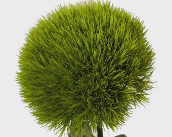 Rare Dianthus Flower Plants, Well-rooted Plugs for Cut Flower Garden