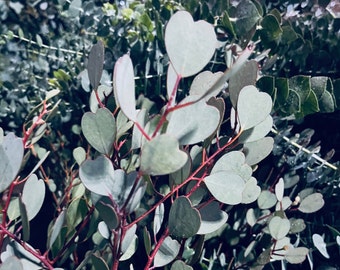 Eucalyptus Mallee Plant Live, Healthy Starter Plug Ready to Plant | Beautiful Rare Ornamental Tree