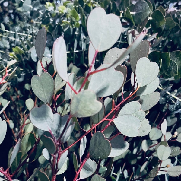 Eucalyptus Mallee Plant Live, Healthy Starter Plug Ready to Plant | Beautiful Rare Ornamental Tree