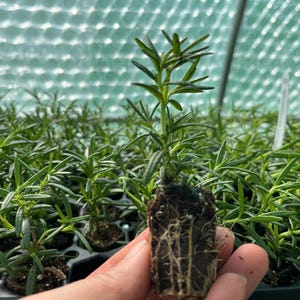 May include: Close-up of a rosemary plant with a well-developed root system. The plant is in a small pot and is surrounded by other rosemary plants.