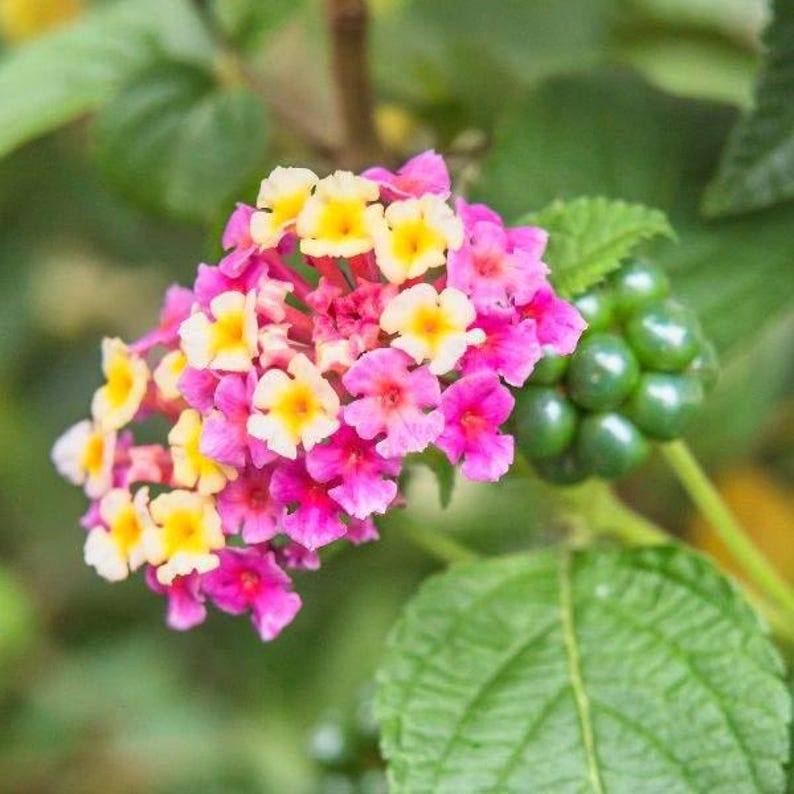 May include: A cluster of small, four-petaled flowers in shades of bright yellow and vibrant pink, accompanied by a group of round, glossy green berries. The plant features textured, serrated green leaves on a thin, light green stem.