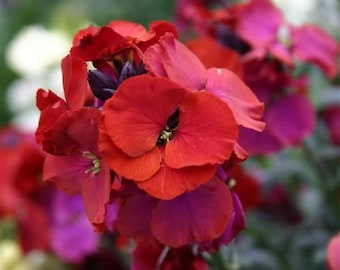 Erysimum Cheiranthoides / Wormseed Wallflower Plant, Exotic flower, Healthy Starter for Cottage Garden