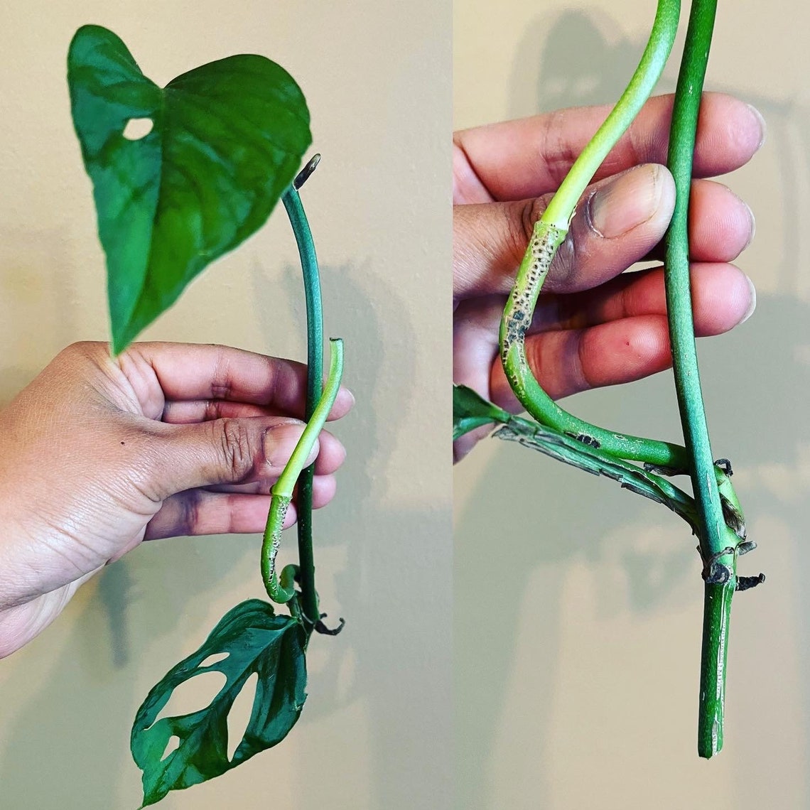Monstera adansonii var laniata | Etsy