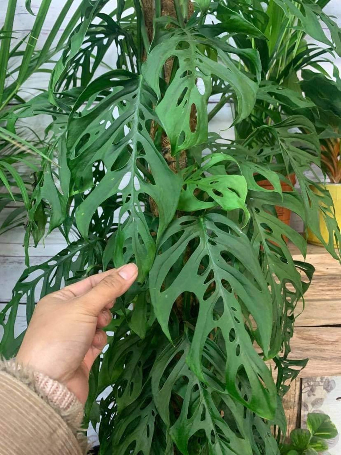 Monstera In Direct Sunlight