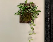 Wall Mounted Hoya
