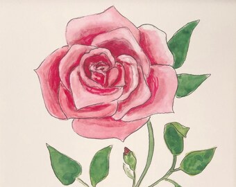 Rose Botanical Illustration Print