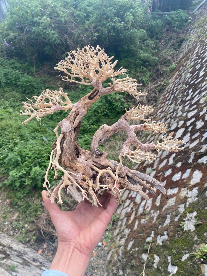 Bonsai Driftwood for Aquarium Driftwood Art Drift Wood for Etsy