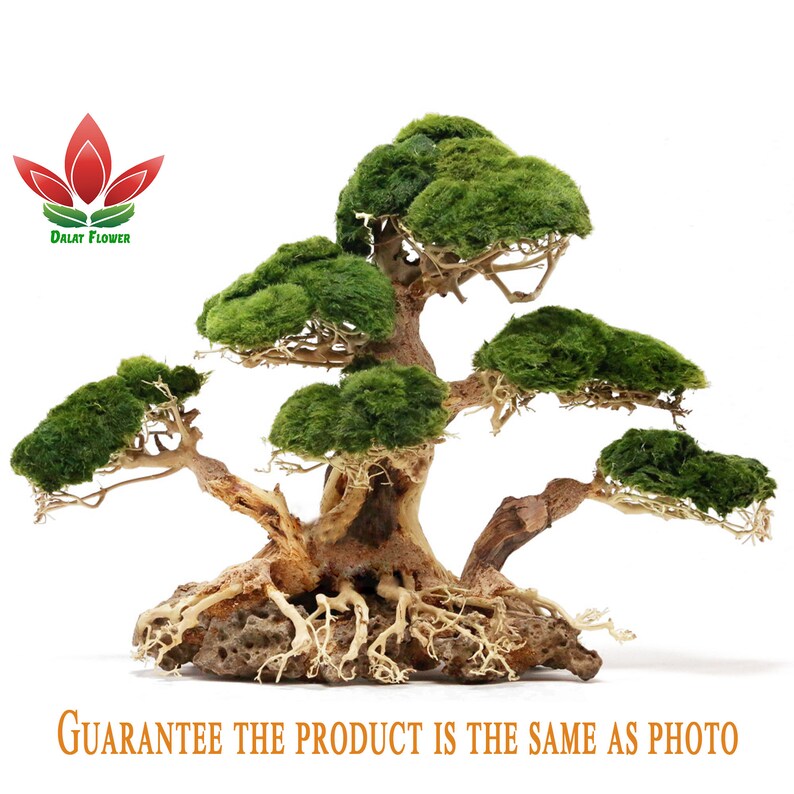 Bonsai Driftwood aquarium driftwood fish aquarium XL Etsy