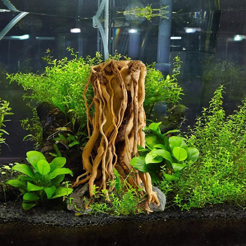 Bonsai Driftwood Driftwood for Aquarium Aquarium Bonsai Etsy