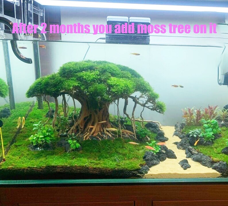 Aquarium Driftwood Extra Large Aquarium Plants Bonsai Etsy