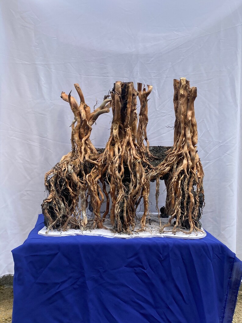 Bonsai Driftwood for Aquarium Aquascape Driftwood Etsy