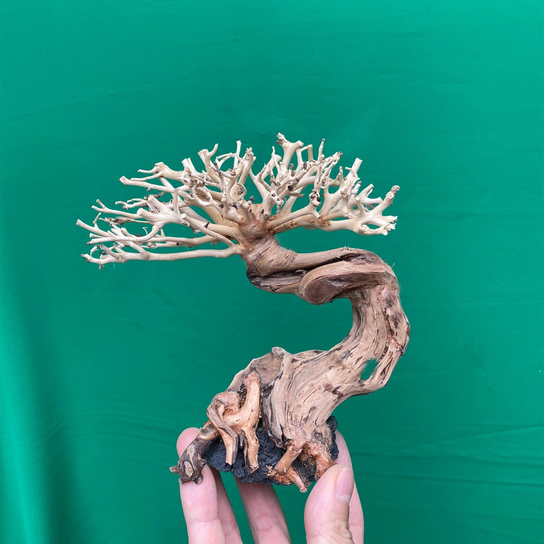 Bonsai Driftwood for Aquarium Tree, Aquarium Decoration, Aquarium