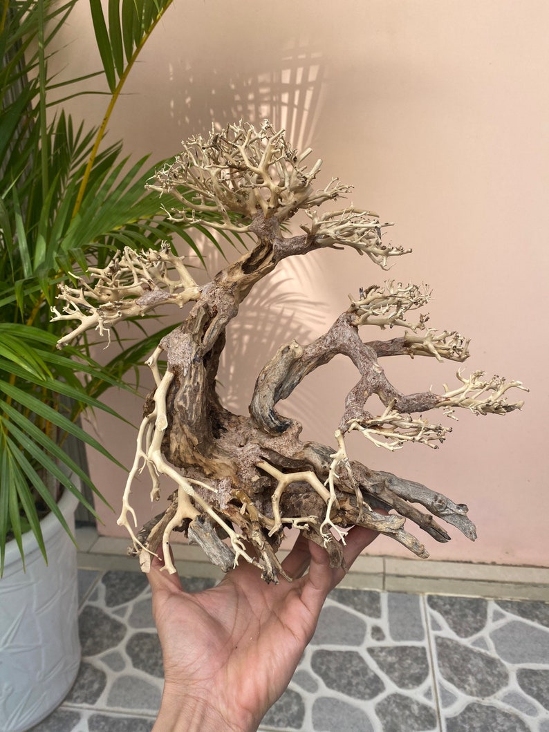 Bonsai Driftwood for Aquarium Driftwood Art Drift Wood for Etsy
