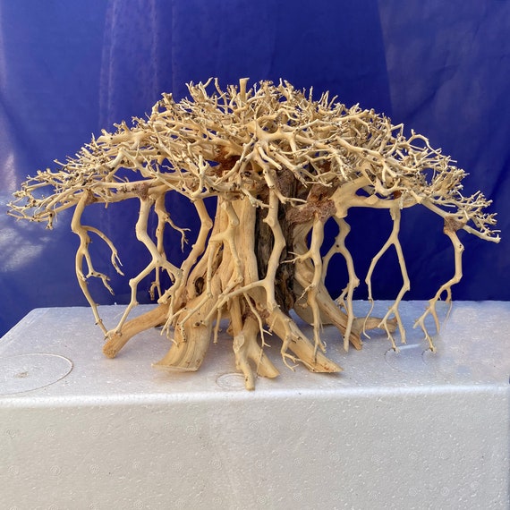 Anoi Tien Ongeschikt Buy Aquarium Driftwood Tree Bonsai Driftwood for Aquarium Online in India - Etsy Anoi Tien Ongeschikt Buy Aquarium Driftwood Tree Bonsai Driftwood for Aquarium Online in India - Etsy