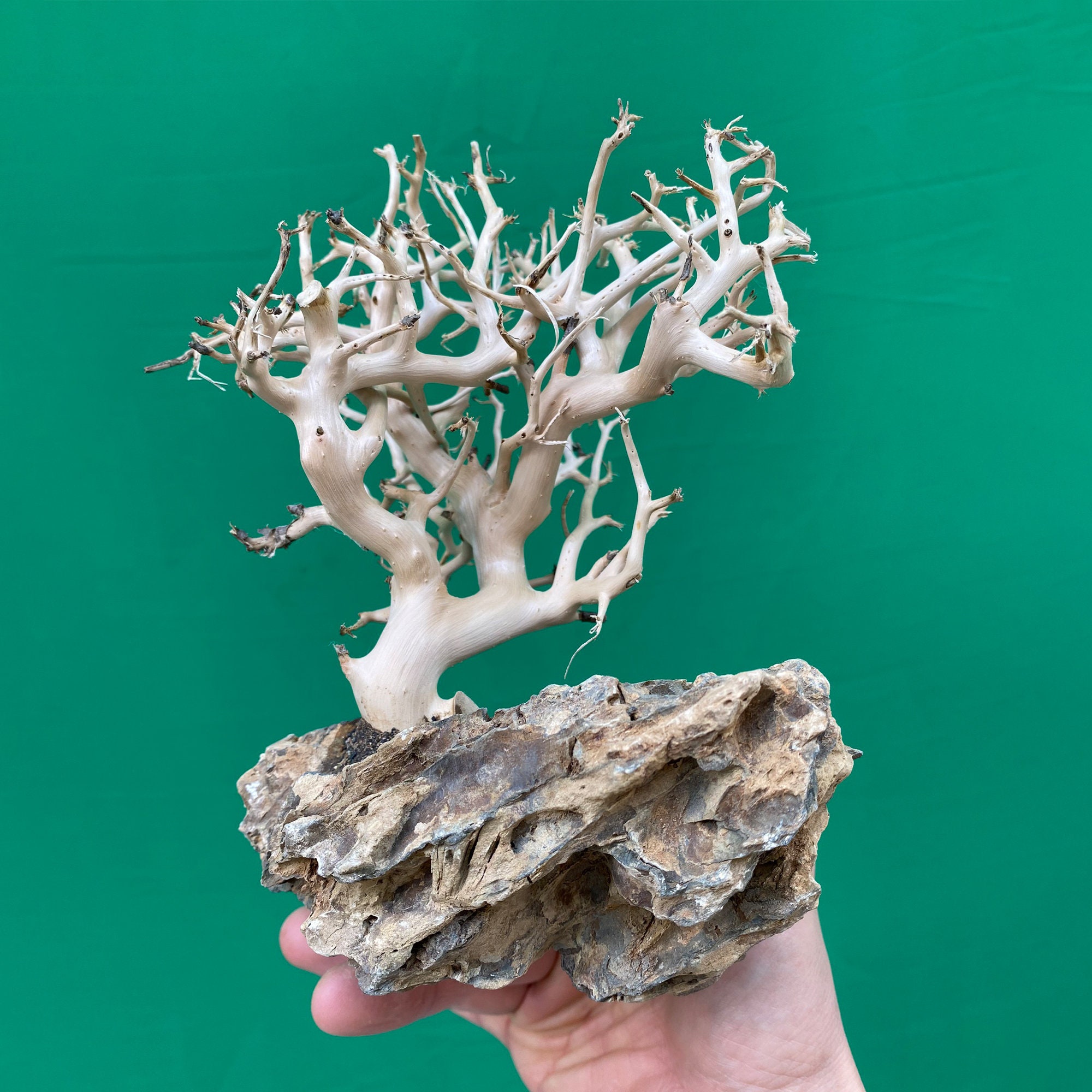 Drift wood aquarium plants for fish tank decoration bonsai Etsy