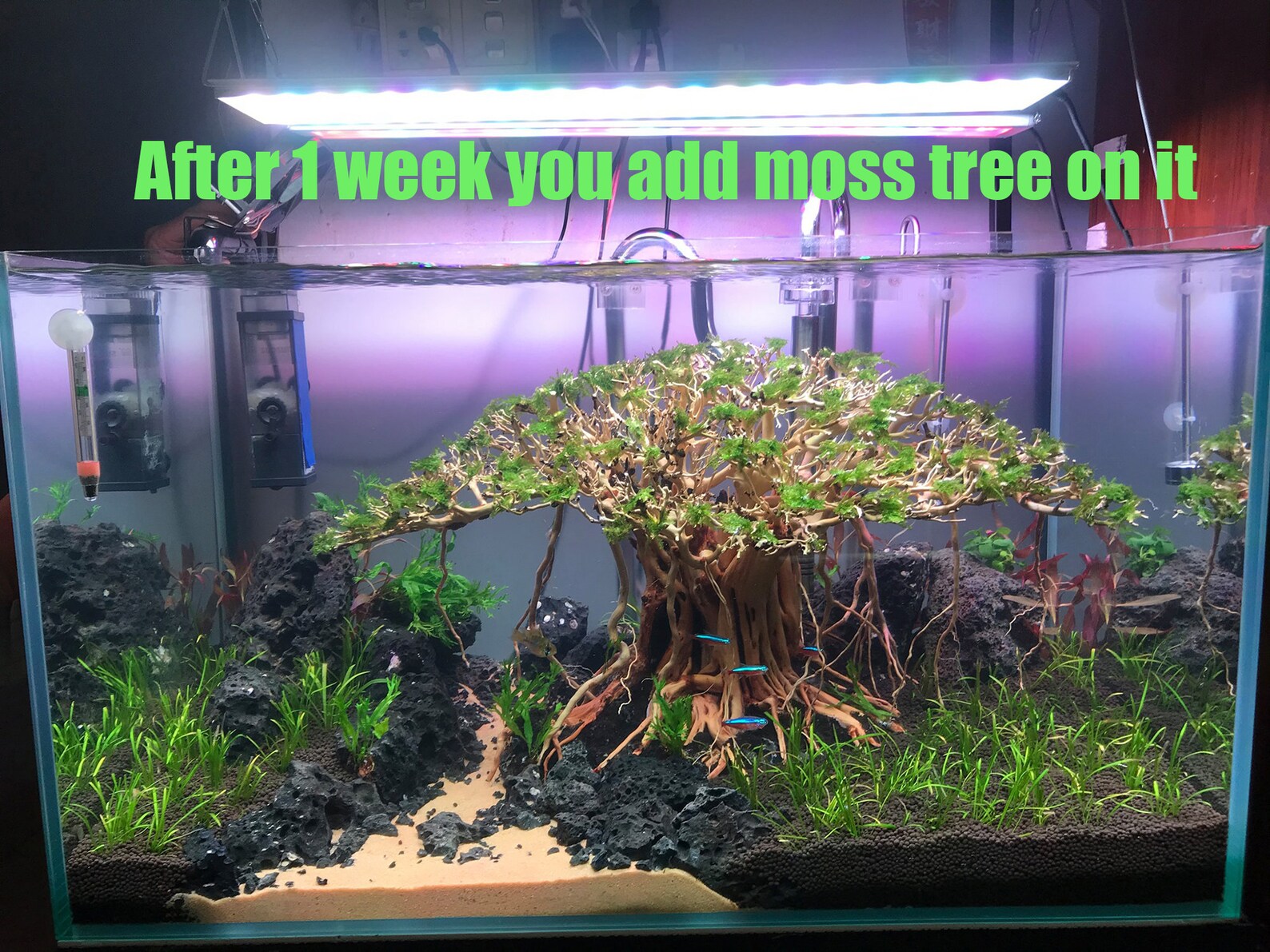 Aquarium Driftwood Extra Large Aquarium Plants Bonsai Etsy