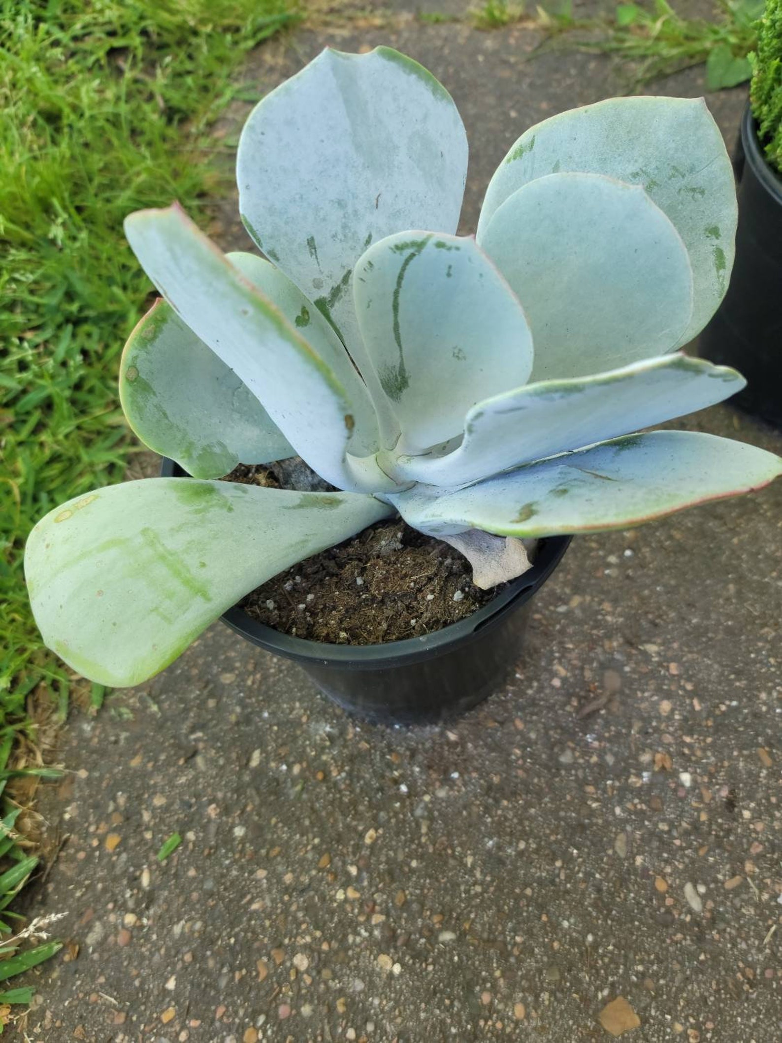 Cotyledon Silver Crown | Etsy