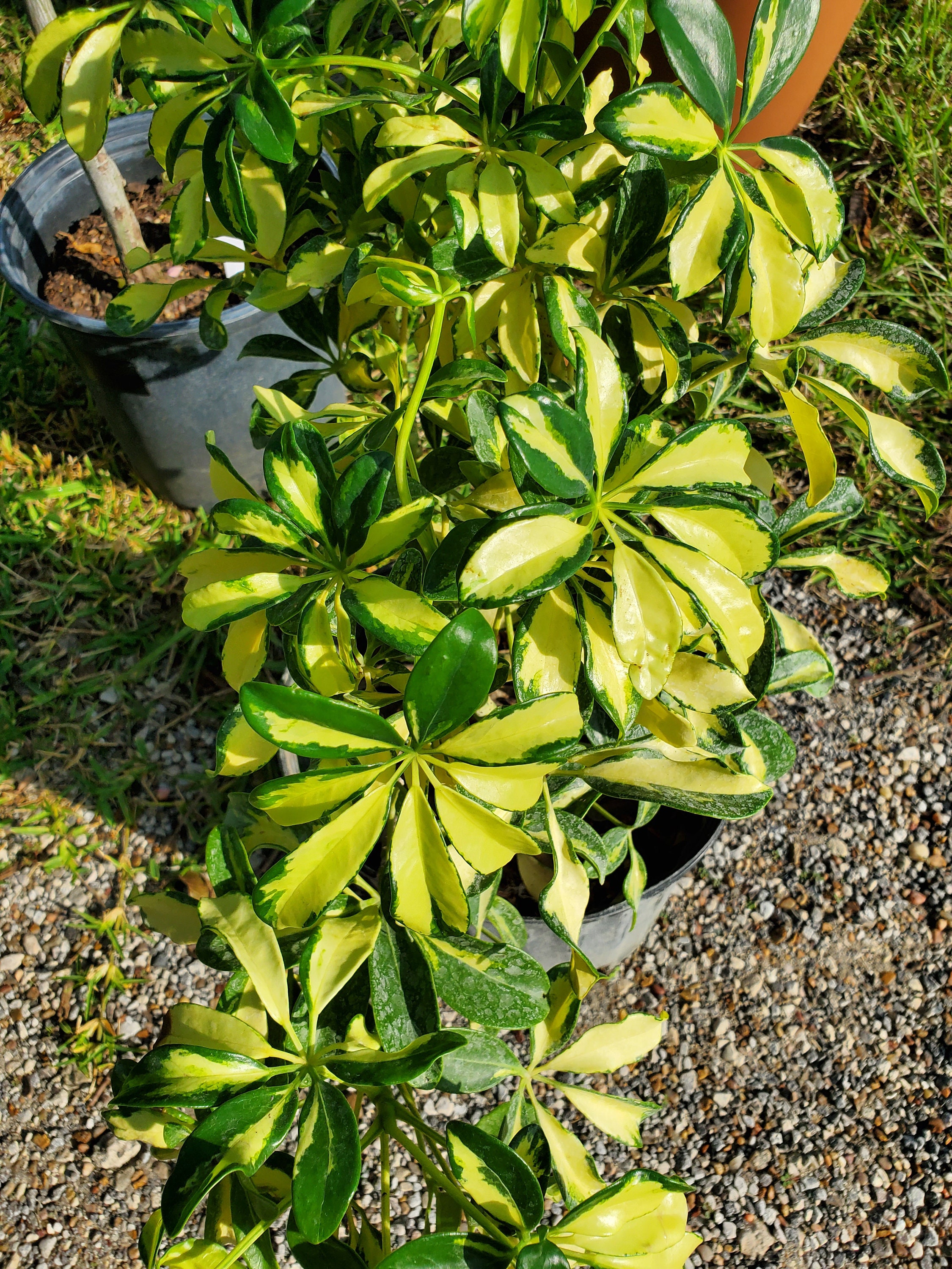Variegated Dwarf Umbrella Tree 12 ft Etsy