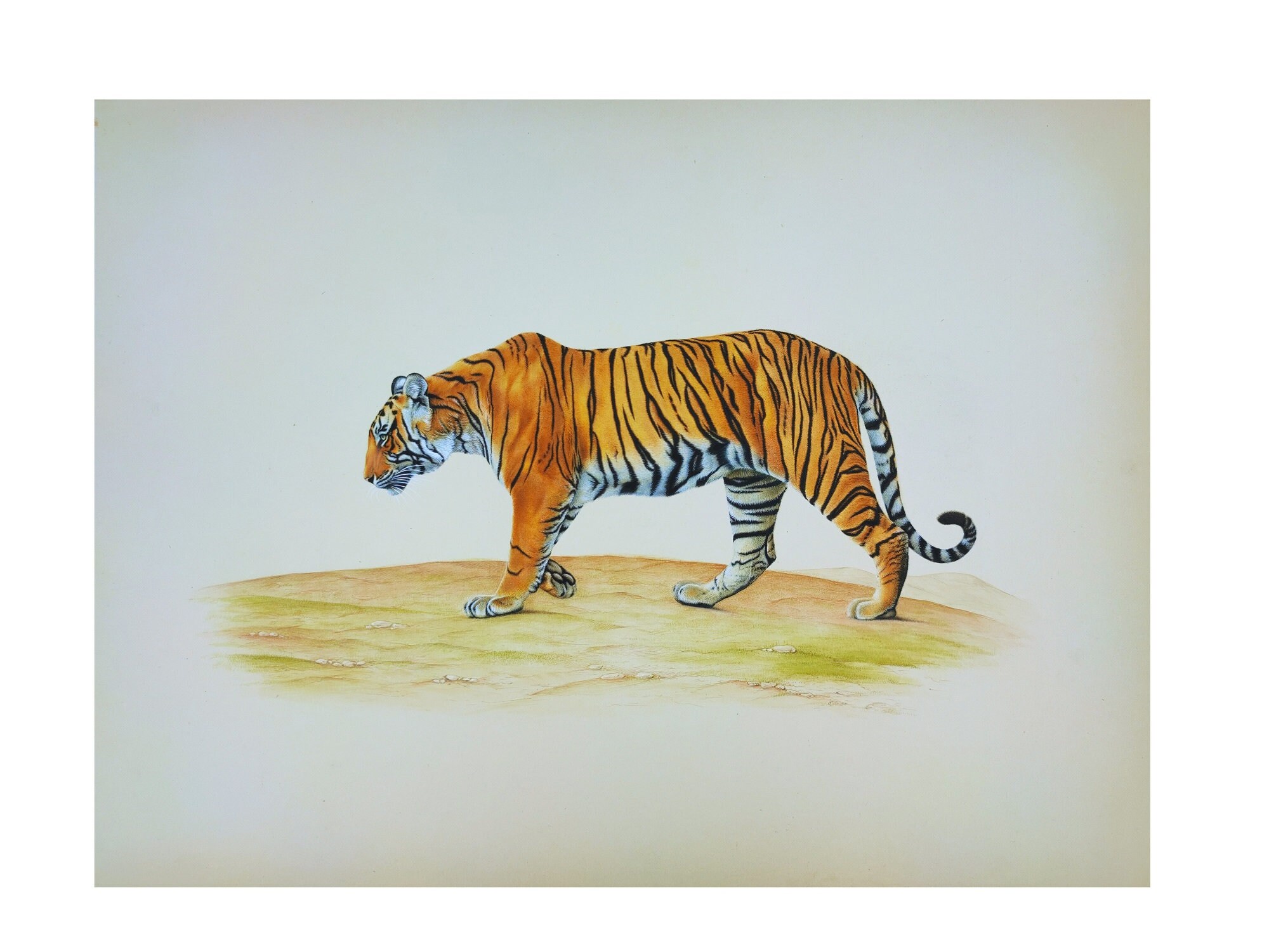 Bengal Tiger Stock Illustrations – 17,615 Bengal Tiger Stock Illustrations,  Vectors & Clipart - Dreamstime
