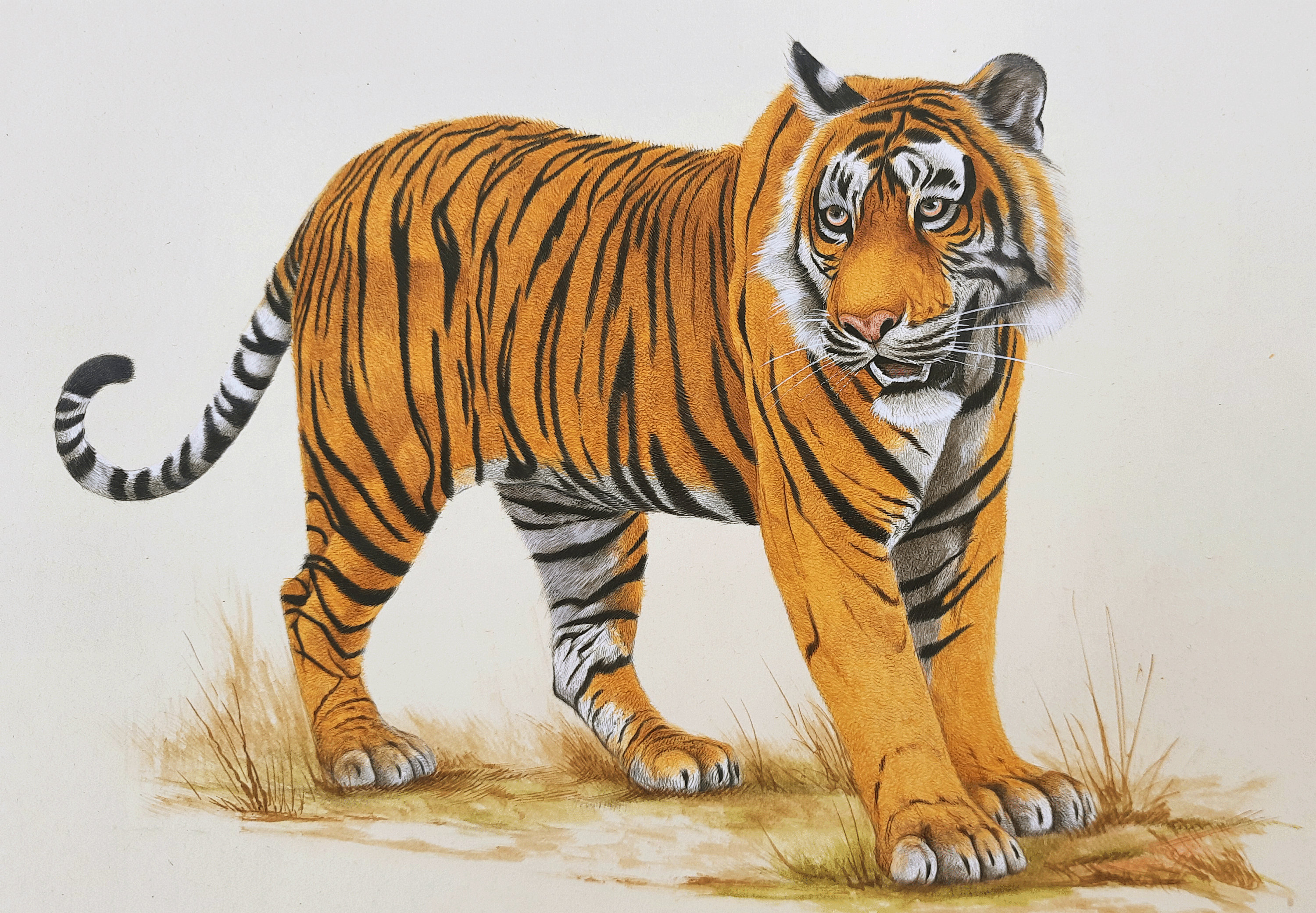 Royal Bengal Tiger 8.5x11