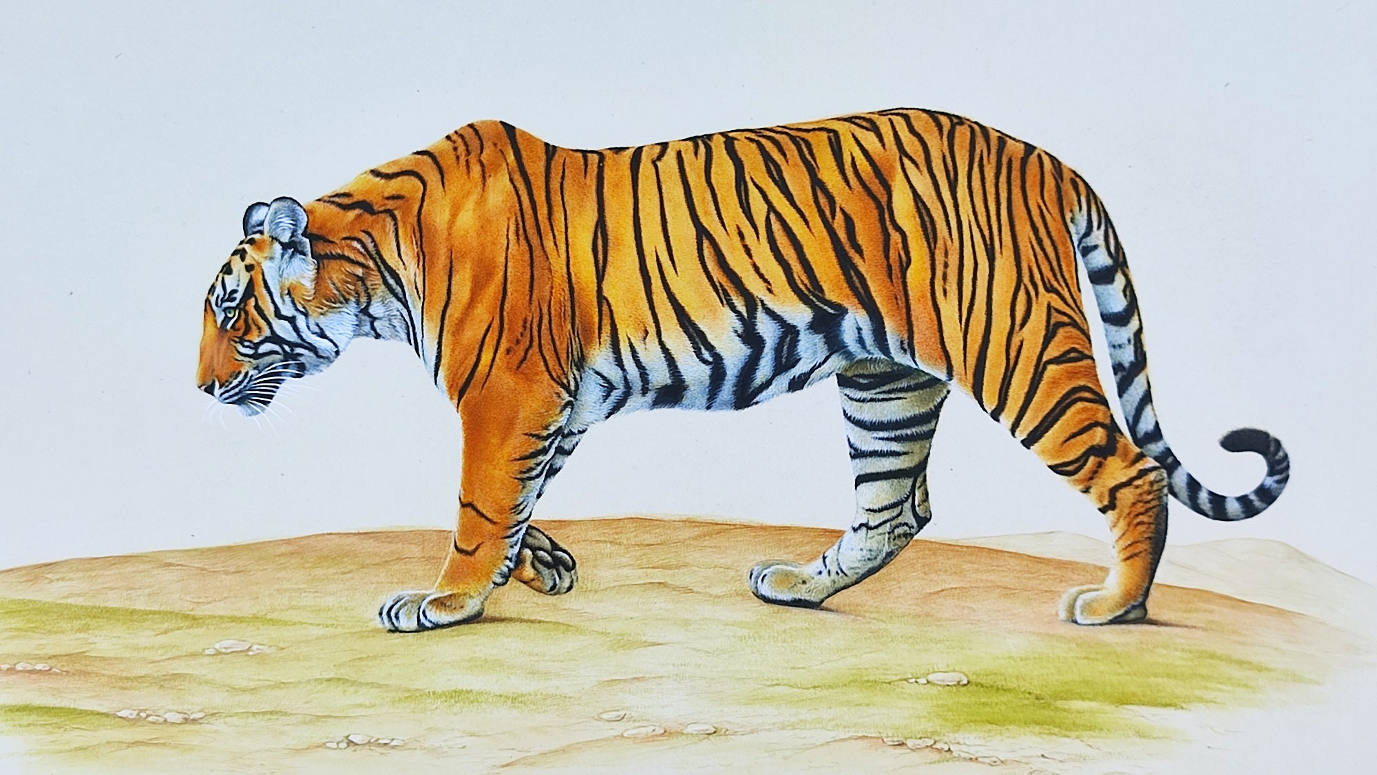 Hand Drawn Royal Bengal Tiger Cub Stock Illustration - Illustration of  drawing, kids: 76531385