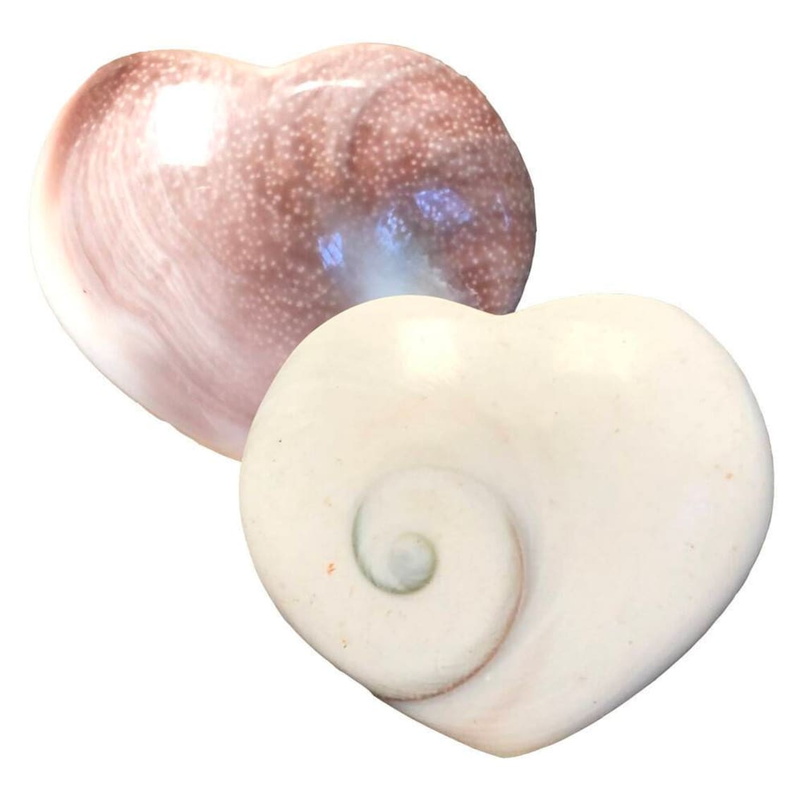 2 Shiva Shell Hearts Natural Authentic Gemstone Healing - Etsy UK