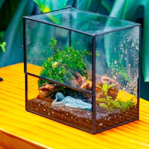 7x7 Glas Terrarium mit LED Wachstumslampe: Wasserdichtes Gewächshaus (Pflanzen ausgeschlossen)