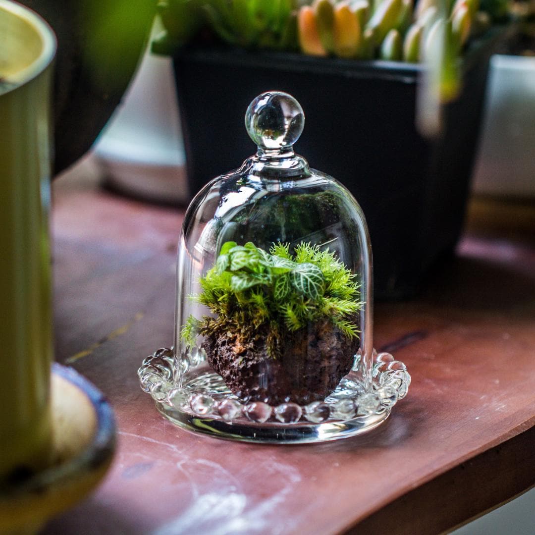 OGANAZI - Mini Pot De Terrarium En Verre Pour Plantes Succulentes - Dôme Transparent Avec Trou D'aération 3 Mm - 9