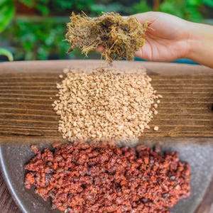 Basic Moss Terrarium Planting KIT, Suitable for Terrarium, Moss, Fern, Small tropical